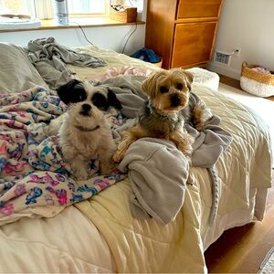 Meet your Posher, Annie!